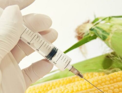 Are GMO Foods Destroying our Health?
