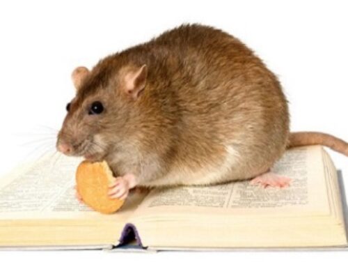 The Link between Hormones and Weight: a Rat Study